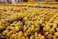 Radiation Paperwork Errors Cost Indian Mango Exporters Over $500,000 in US Market